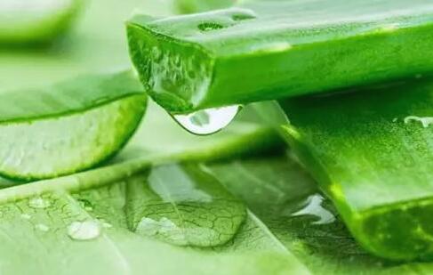 鲜芦荟能祛痘吗 涂抹芦荟的正确步骤