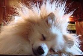 头发容易炸毛很尴尬 用什么样的技巧可以轻松解决呢