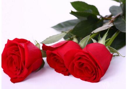 七夕送什么花好 这些花语你都知道吗