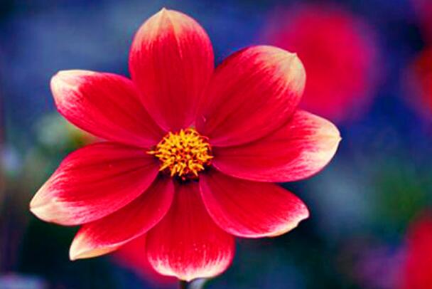 哪些生肖愿意为了爱情而等待 哪些生肖在爱情中是宁缺毋滥