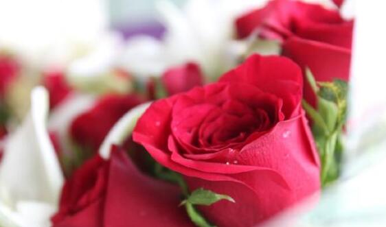 七夕情人节 送花的41种玫瑰花语你必须知道！