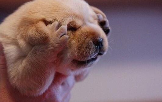 夏天怎么给狗驱蚊 夏天给狗狗驱蚊禁忌