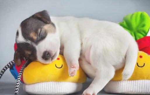 狗狗会中暑吗 狗狗中暑抢救措施