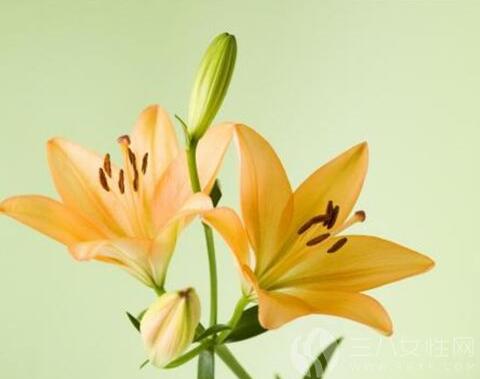 给长辈送什么花最合适 各花名的花语都代表什么意思