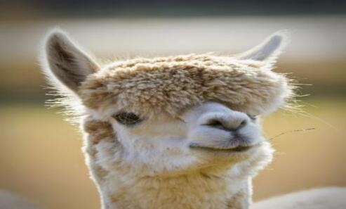 十二星座谁最傻排名  十二星座特点