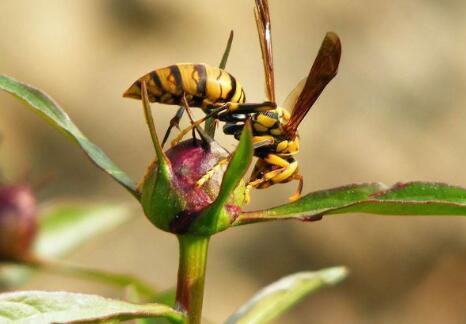 被马蜂蜇了怎么处理--夏天别乱捅马蜂窝