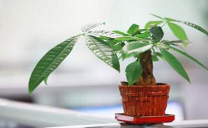 想要财运好 招财树少不了 怎么养招财树注意这些关键事项