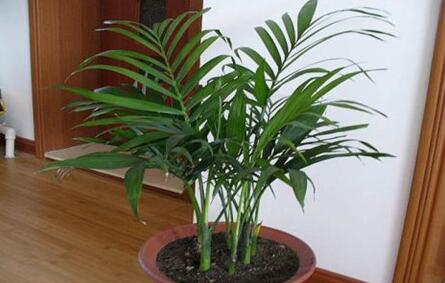 招财风水 凤尾竹会带来好的运势 有效改善家庭运势