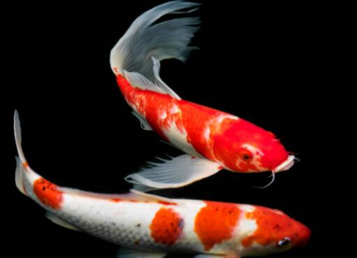 想要财运好 招财鱼少不了 教你饲养招财鱼的技巧