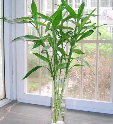 招财风水 属猪的人办公室养什么花旺财 养这些绝对错不了