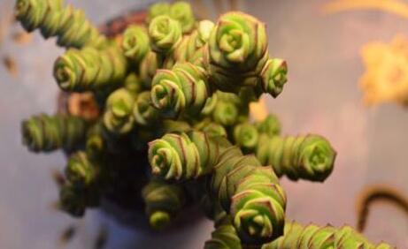 招财风水 能够旺财的多肉有哪些 养对了能为你增强财运