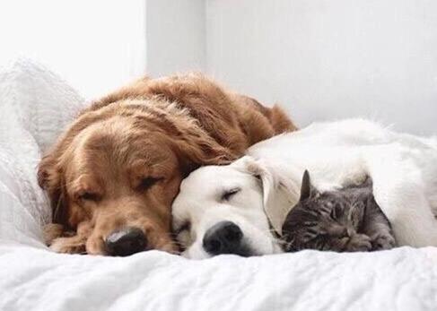 白日的紊乱琐碎身体与心灵一起累了 让自己做一个美梦的方法