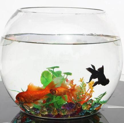 办公桌上的鱼缸该如何摆放 办公桌上鱼缸摆放风水