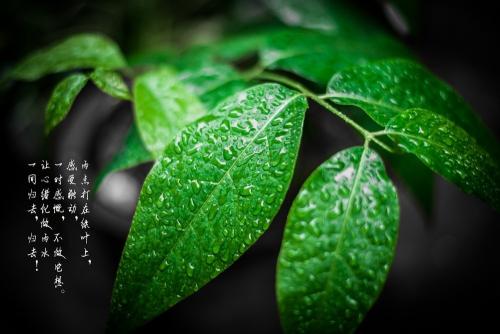 十二星座特点 从不掩饰狼子野心分厘必争的星座男