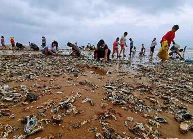 利奇马 过境青岛 数千市民争相拿蛇皮袋捡海鲜扛回家
