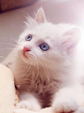 周公解梦 梦见猫跳到水里游泳预示着什么