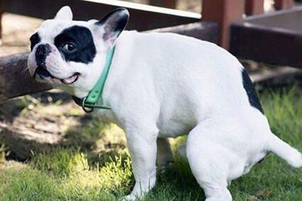 周公解梦 梦见自己大便出血 你近期的运势可能不太好