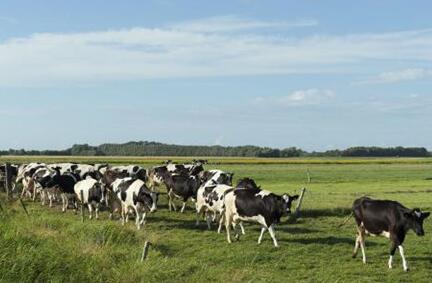 周公解梦 梦见好多牛是什么意思 好不好呢