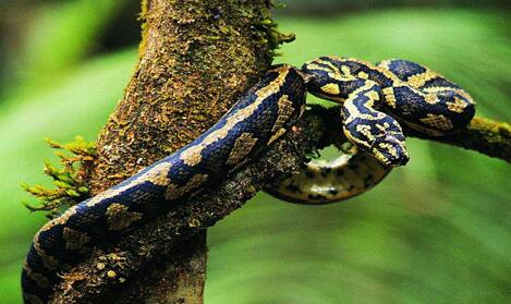 周公解梦 梦见走在路上遇到好多蛇 预示着什么呢