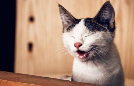 周公解梦 梦见猫说话 这样的梦境有什么深意