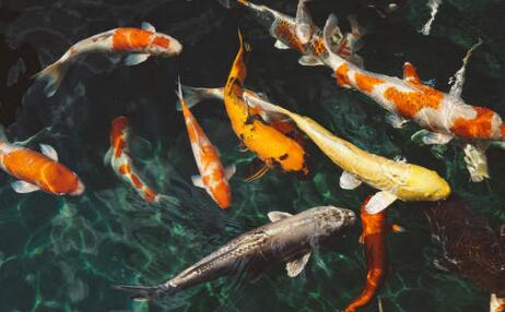 周公解梦 梦见红鲤鱼是什么意思 梦见鲤鱼必有喜事