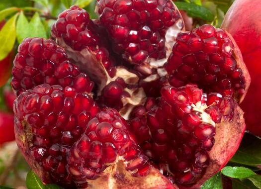 周公解梦 梦见石榴怎么回事 梦见石榴有什么预兆