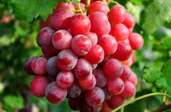 周公解梦 梦见葡萄是什么意思