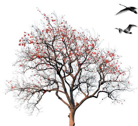 周公解梦 梦到树是什么意思 梦到树有什么预兆