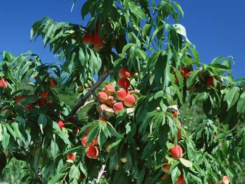 周公解梦 梦到树上结满果实是什么意思 梦境解析