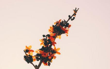 周公解梦 梦见树开花 我们能得到哪些有用的信息