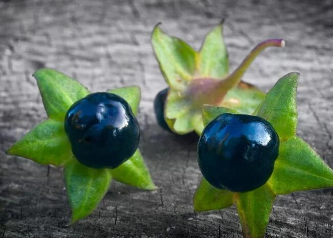 周公解梦 梦见颠茄怎么回事 梦见颠茄好不好