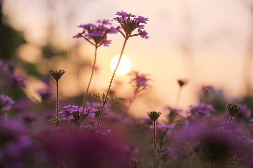 周公解梦 梦见耳朵掉出大耳屎是什么意思