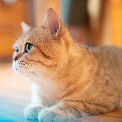 心理测试 测测你喜欢的人是不是渣男