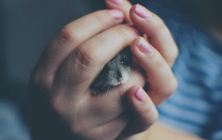 周公解梦 梦见被老鼠咬手这样的梦到底有什么含义呢