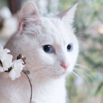 可爱猫咪头像  微信头像