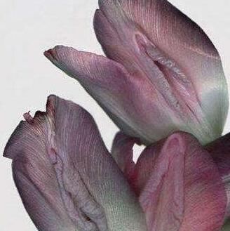  男人喜欢什么样的女人 所有女人下面都是一样的吗?