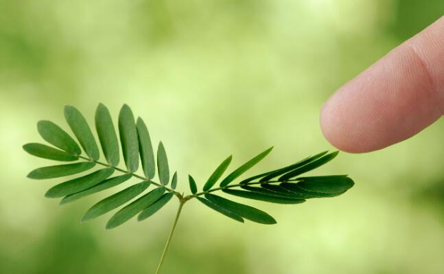 含羞草为什么会“害羞 它为什么要这样做呢