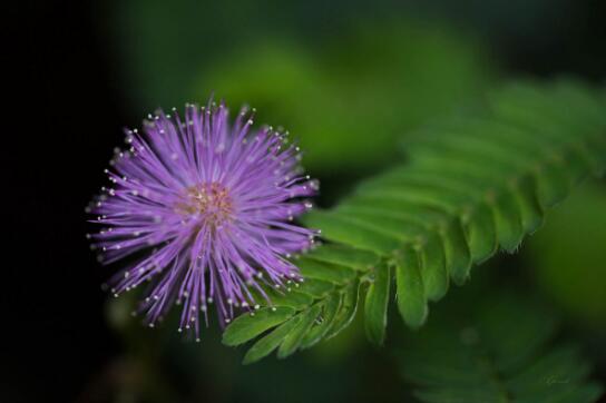 含羞草是一种能够预兆天气晴雨变化的奇妙植物