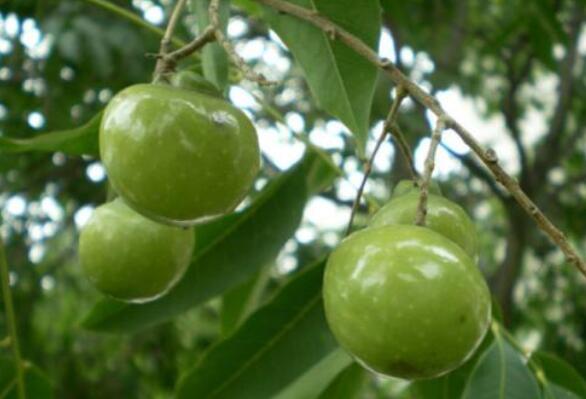 无患子可以长期洗脸吗？帮你有效的清除你脸上的油脂