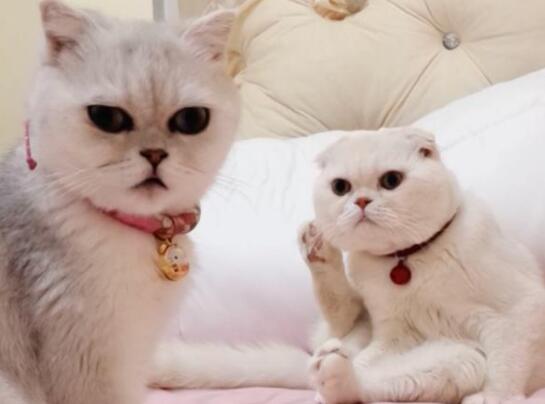 抖音六大网红排行 莉哥第二、第一名竟然是两只猫？