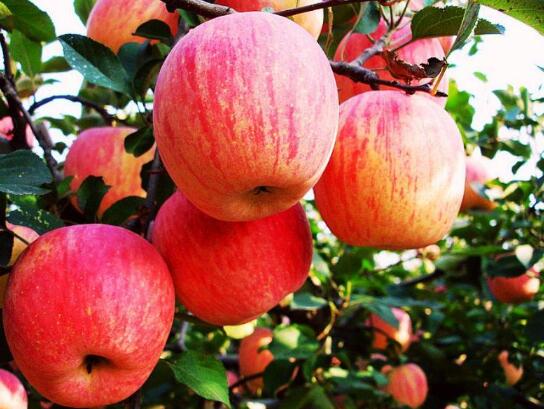 苹果减肥的正确方法你真的懂了吗？ 揭晓苹果减肥的正确方法