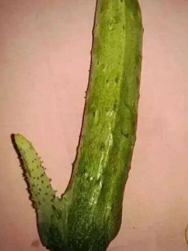 去厕所解手遇见嫂子，死小牛，都怪你 进来之前也不知道吱个声，半截黄瓜断在里面