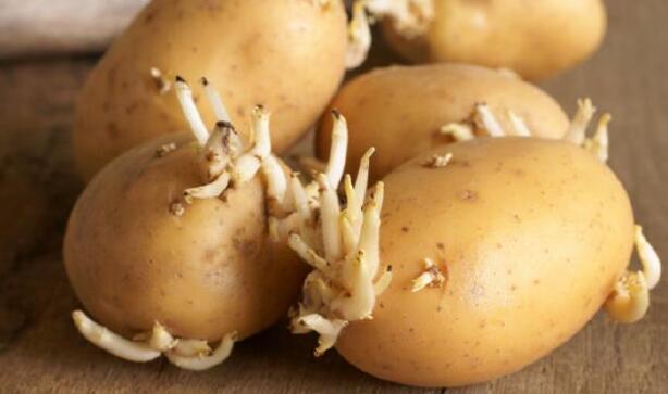 土豆发芽了还能吃吗 哪些食物发芽后不能食用