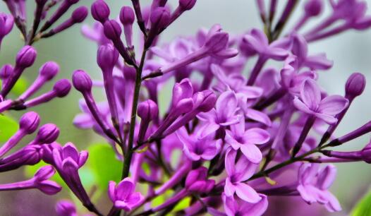 卧室放什么植物有助睡眠 一起来了解一下吧!