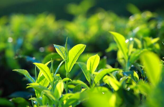 8中食物源源不断地为身体补充能量 膳食纤维有四大益处