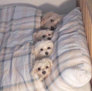 抖音月亮不睡我不睡是什么梗 太阳起了我不起