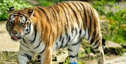 世界上最大的老虎是东北虎 体重350千克