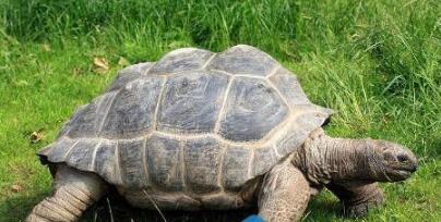 世界上最大的乌龟 重达375公斤称为龟中“巨人”
