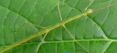 世界上最大的昆虫竹节虫 最大的竹节虫62.4厘米