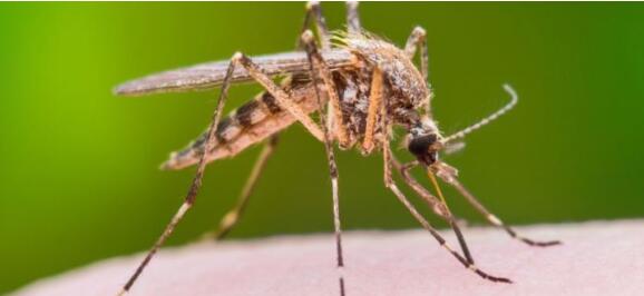 天气渐暖，蚊虫复苏，蚊子叮咬是否也会传播新冠病毒？